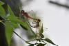 Sympetrum striolatum
